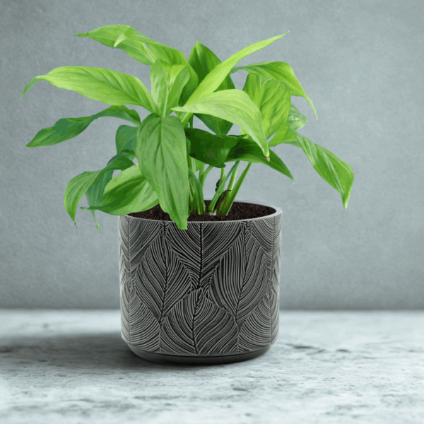 Gray Leaf Embossed Cache Pot