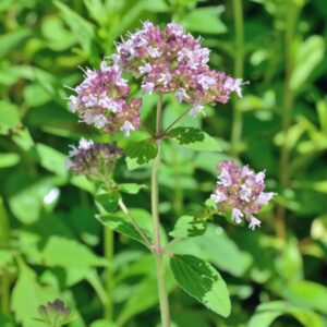 Greek Oregano