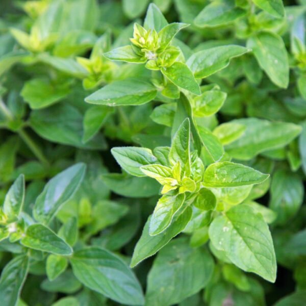 Greek Oregano foliage