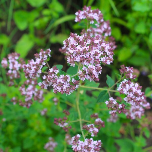 Greek Oregano flowers