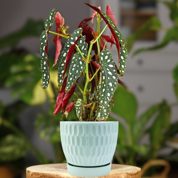 Begonia in a Green Honeycomb Planter