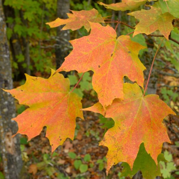 Green Mountain Sugar Maple leaf