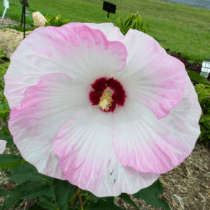 Hibiscus Ballet Slippers