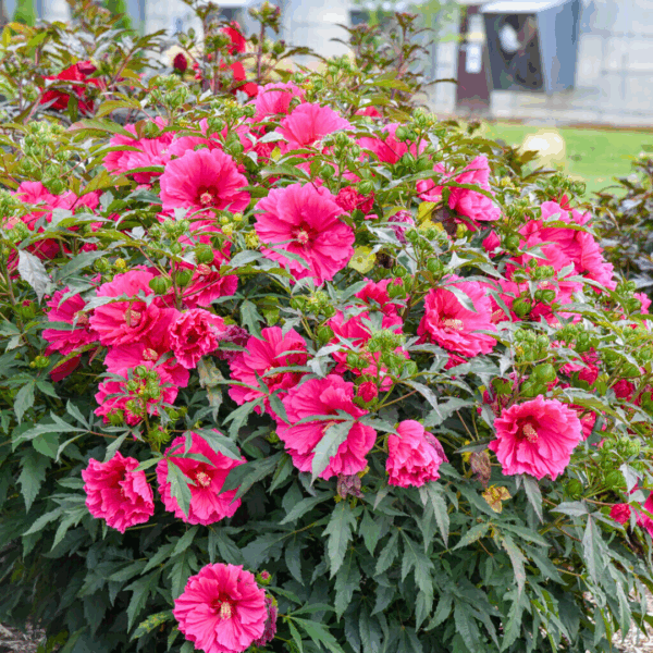 Hibiscus Watermelon Ruffles - Image 2