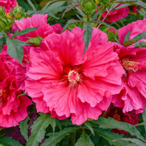 Hibiscus Watermelon Ruffles