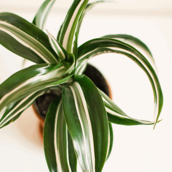Dracaena White Jewel - Image 2