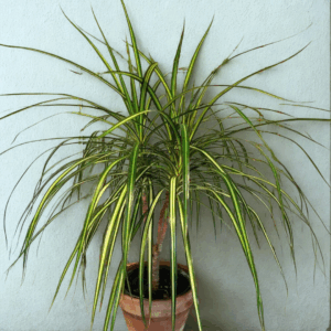 Dracaena Ray Of Sunshine