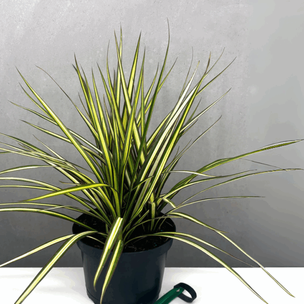 Dracaena Ray Of Sunshine - Image 2