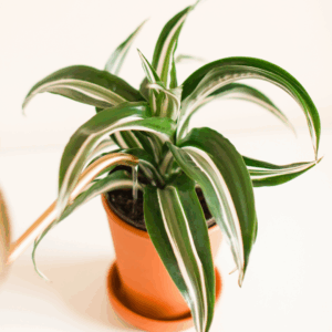 Dracaena White Jewel