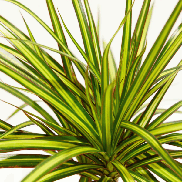 Dracaena Ray Of Sunshine - Image 3