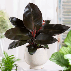 Philodendron Black Cardinal