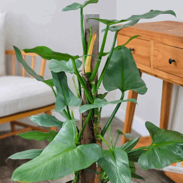 Philodendron Silver Sword - Image 2