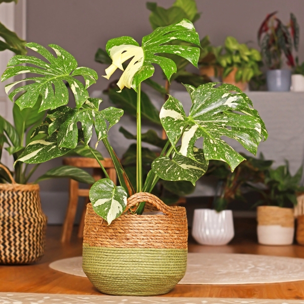 Houseplants