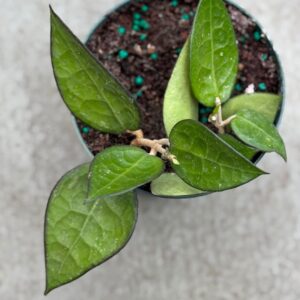 Hoya Black Margin