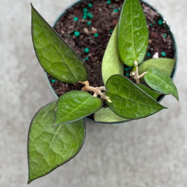 Hoya Black Margin