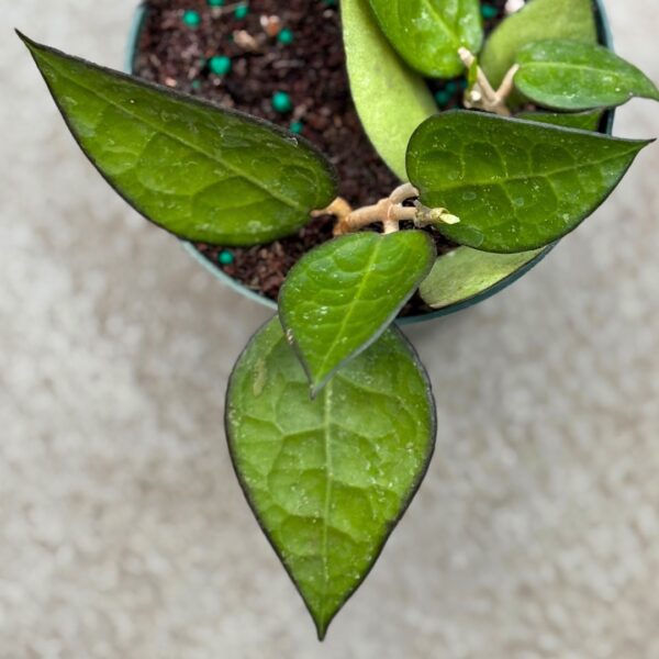 Hoya Black Margin foliage