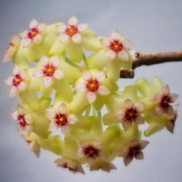 Hoya Black Margin bloom cluster