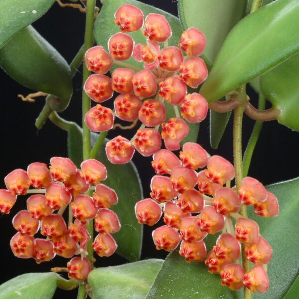 Hoya Burtoniae Variegated bloom clusters