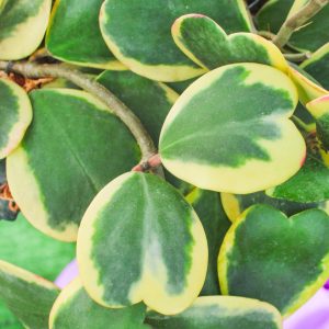 Hoya Kerrii Albomarginata