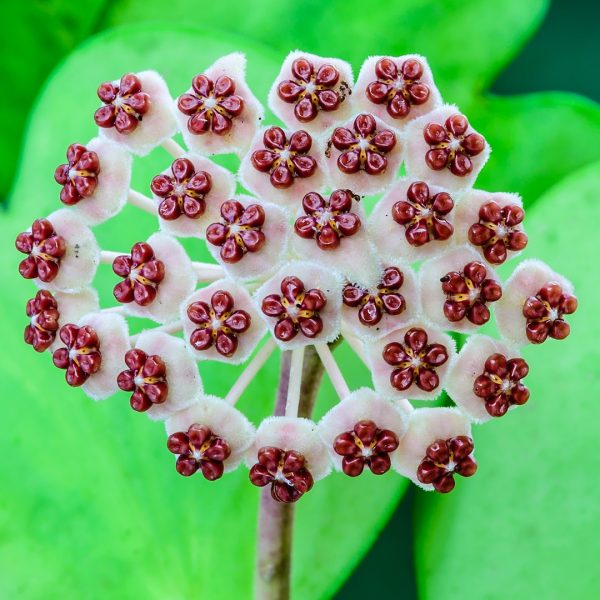 Hoya Kerrii Albomarginata bloom