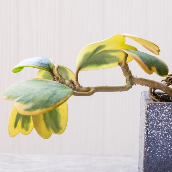 Hoya Kerrii Albomarginata vining
