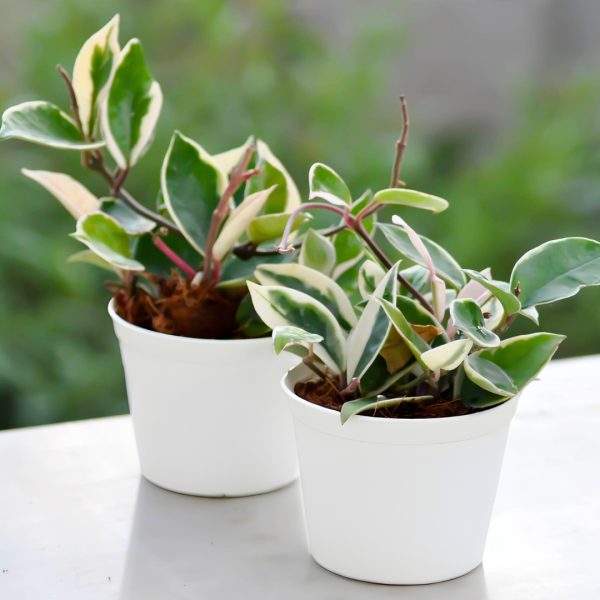 two Hoya Krimson Queen plants
