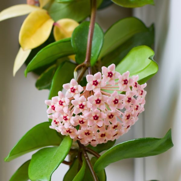 Hoya carnosa Krimson Queen blooms