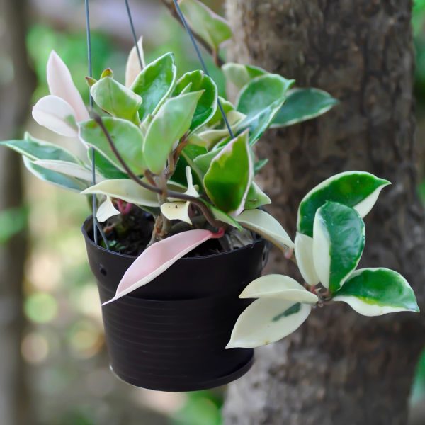 Hoya Krimson Queen hanging basket