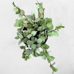 Hoya Krohniana Arctic