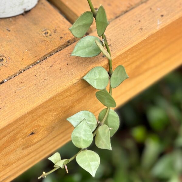 Hoya Krohniana Arctic foliage