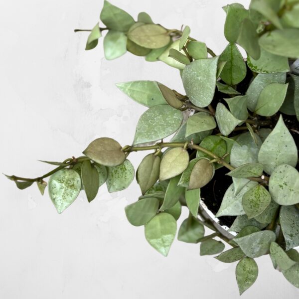 Hoya Krohniana Arctic foliage group