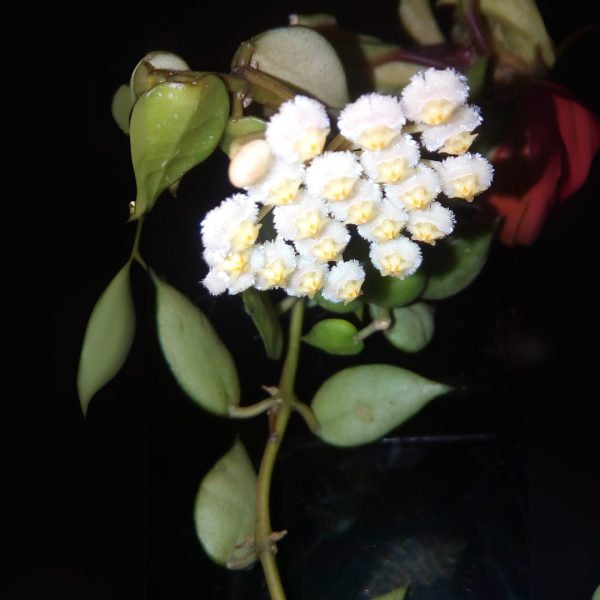 Hoya Krohniana Splash
