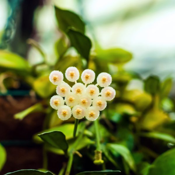Hoya Krohniana Splash with blooms