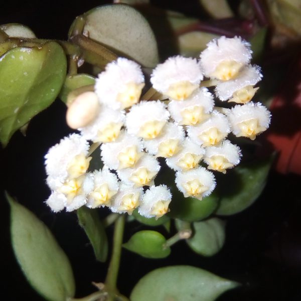Hoya Krohniana Splash blooms