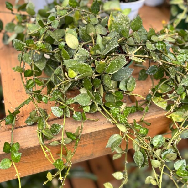 Hoya Krohniana Splash