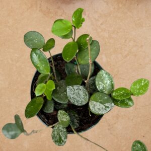 Hoya Mathilde Splash