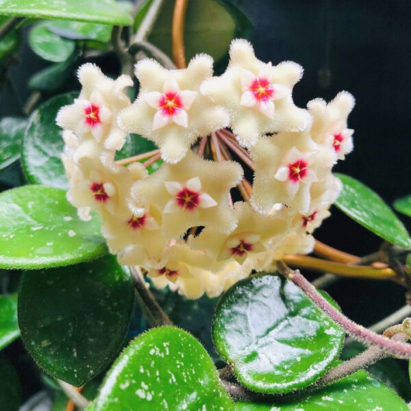 Hoya Mathilde Splash with blooms