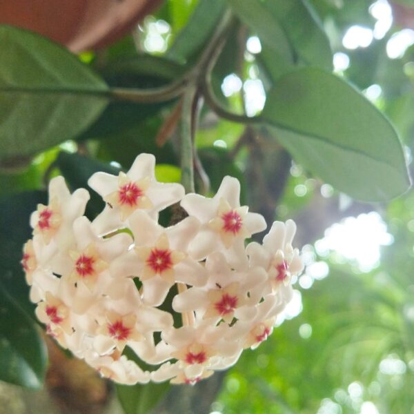 Hoya Mathilde Splash bloom cluster