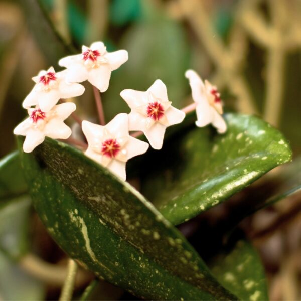 Hoya Mathilde Splash young blooms