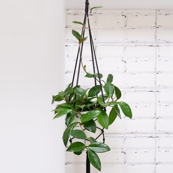 Hoya Pubicalyx in macrame