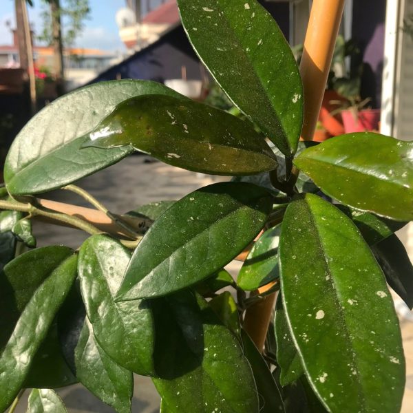 Hoya Pubicalyx foliage