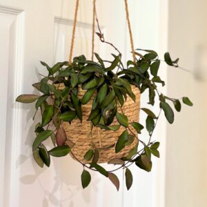 Hoya Rosita