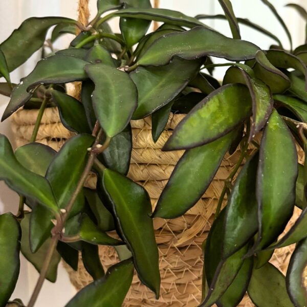 Hoya Rosita foliage