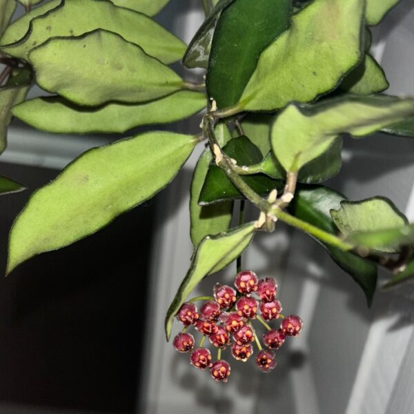 Hoya Rosita bloom cluster