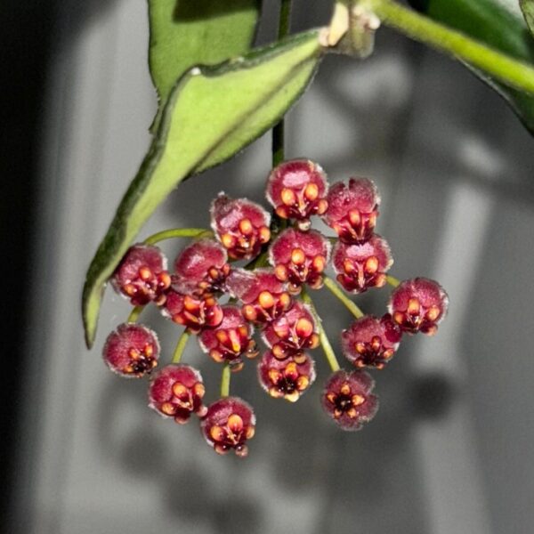Hoya Rosita blooms up close