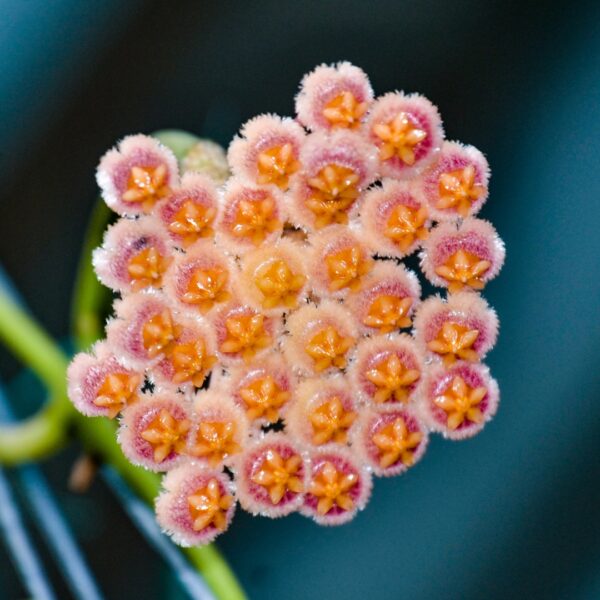 Hoya Sunrise bloom cluster