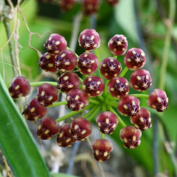 Hoya Wayettii Variegated bloom cluster