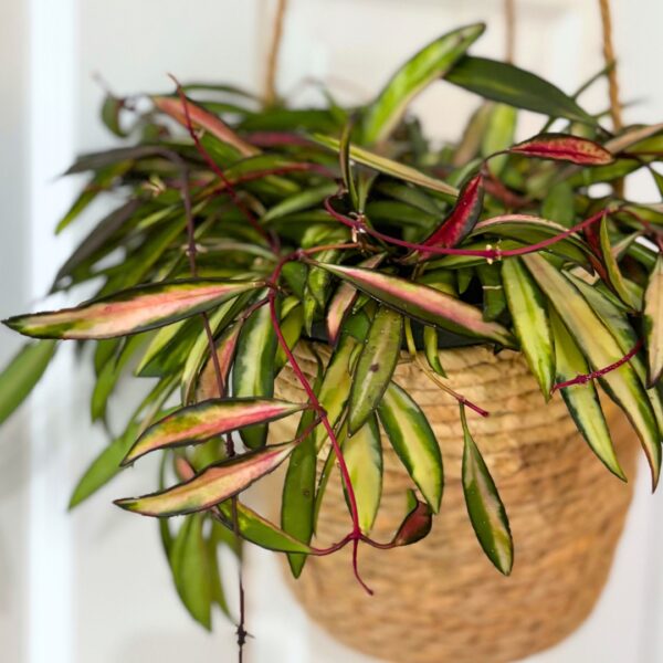 Hoya Wayettii Variegated in a basket