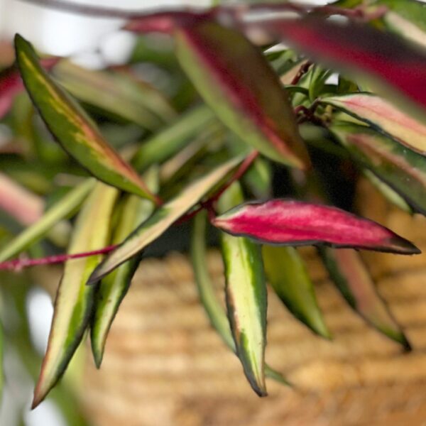 Hoya Wayettii Variegated foliage