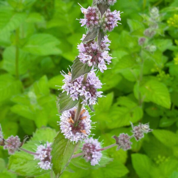 Kentucky Colonel Spearmint flowers